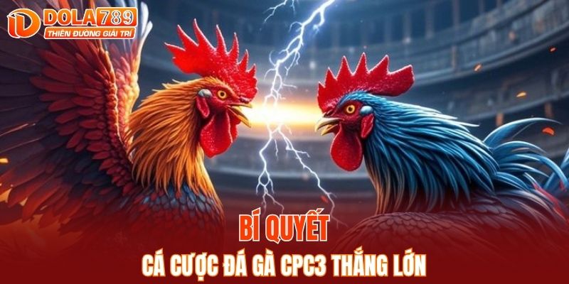 Bí quyết cá cược đá gà CPC3 thắng lớn
