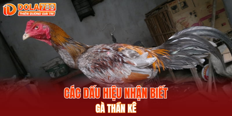 Các dấu hiệu nhận biết gà Thần kê