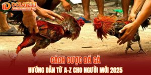 cách cược đá gà