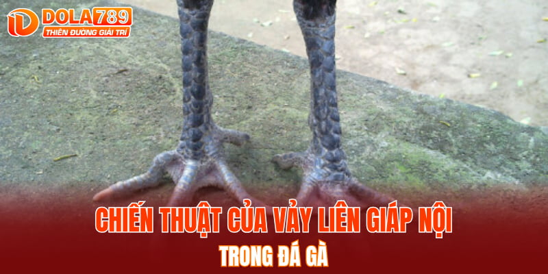 Chiến thuật của vảy liên giáp nội trong đá gà