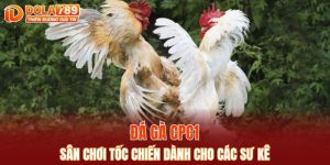đá gà CPC1