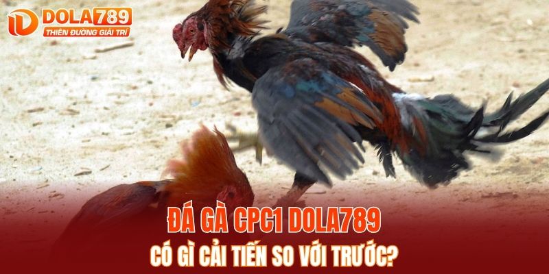 Đá gà CPC1 DOLA789 có gì cải tiến so với trước?