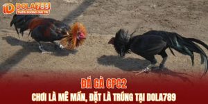 đá gà CPC2