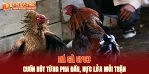 đá gà CPC3