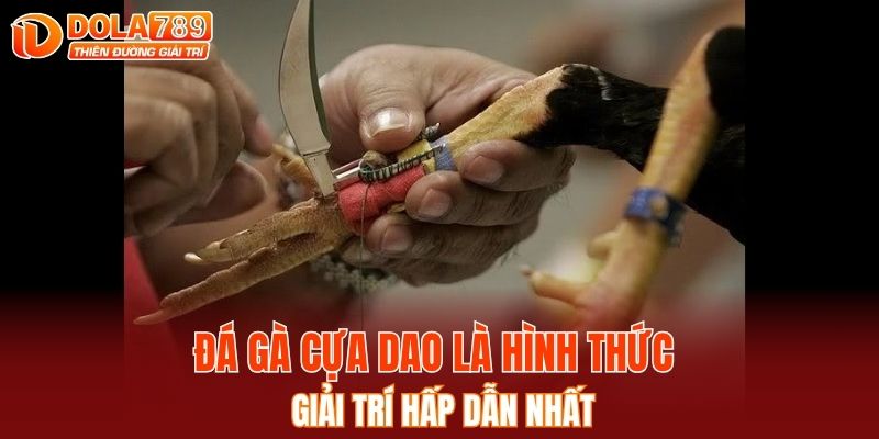 Đá gà cựa dao là hình thức giải trí hấp dẫn nhất 
