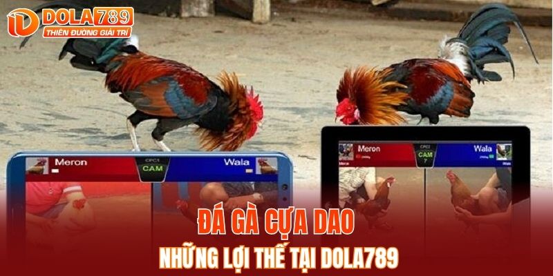Gà cựa dao và những lợi thế tại DOLA789