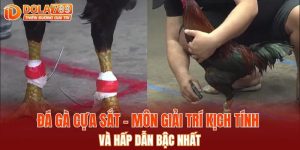 Đá gà cựa sắt