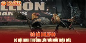 đá gà DOLA789