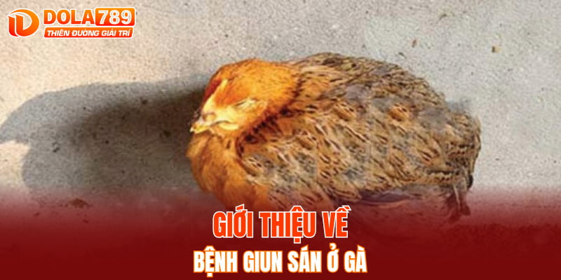 Giới thiệu về bệnh giun sán ở gà
