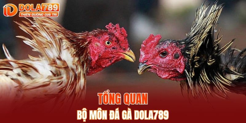 Giới thiệu về bộ môn đá gà DOLA789