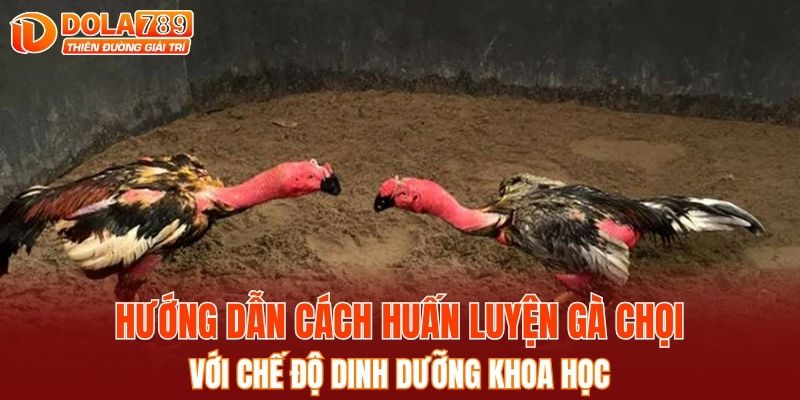 Tìm hiểu cách huấn luyện gà chọi từ chuyên gia