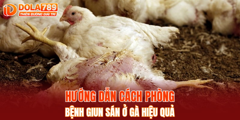 Hướng dẫn cách phòng bệnh giun sán ở gà hiệu quả