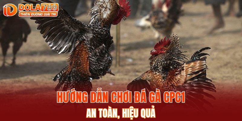 Hướng dẫn chơi đá gà CPC1 an toàn, hiệu quả