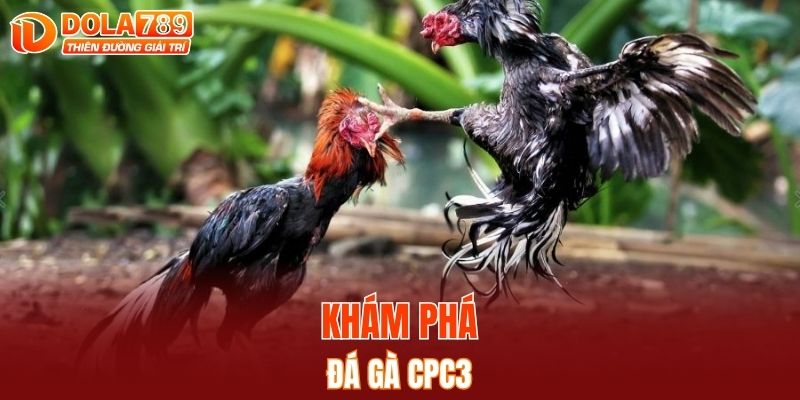 Khám phá đá gà CPC3