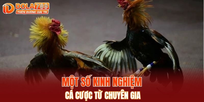 Một số kinh nghiệm cá cược từ chuyên gia