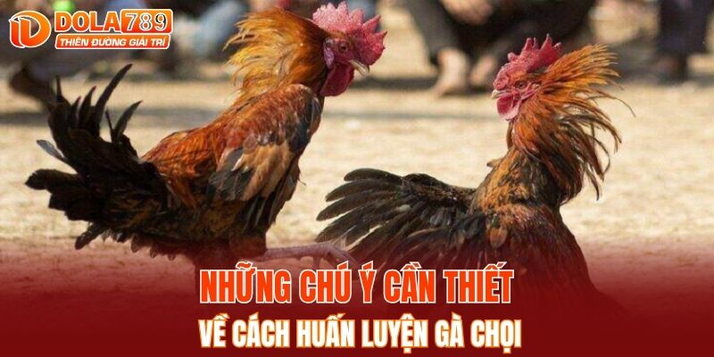 Những chú ý cần thiết về cách huấn luyện gà chọi