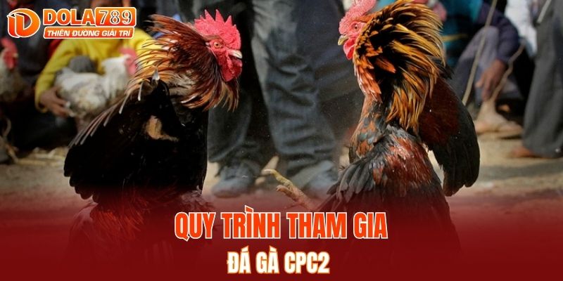 Quy trình tham gia đá gà CPC2 