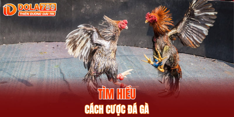 Tìm hiểu cách cược đá gà