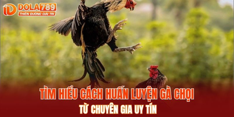 Xây dựng nền tảng thể lực vững chắc cho gà chọi
