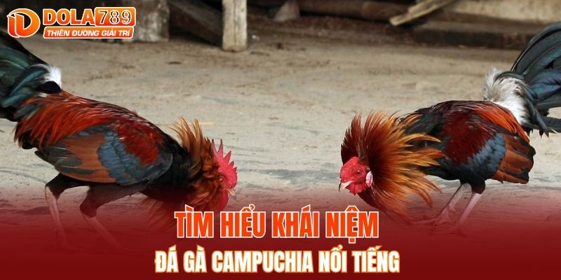 Tìm hiểu khái niệm đá gà Campuchia nổi tiếng 