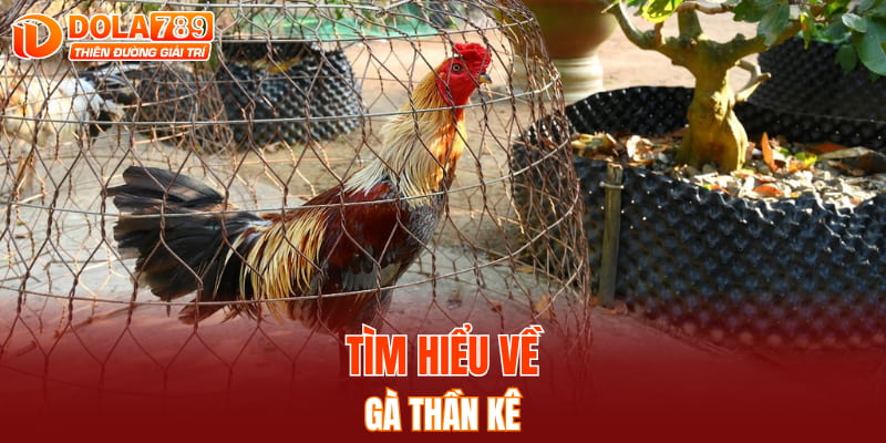 Tìm hiểu về gà Thần kê