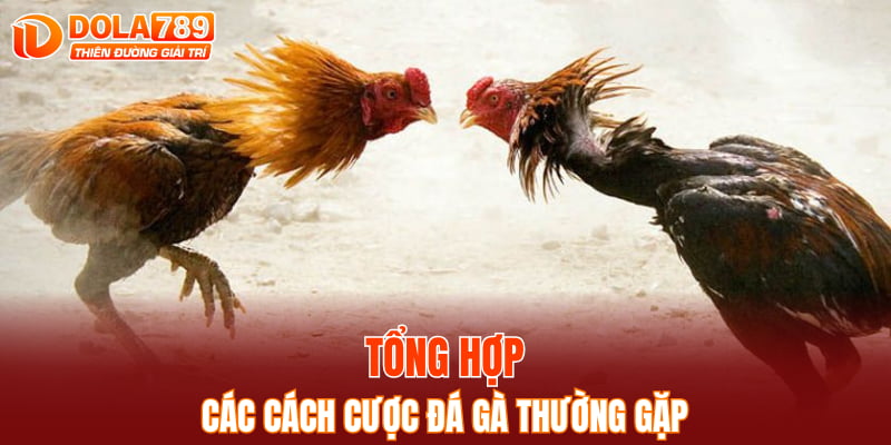 Tổng hợp các cách cược đá gà thường gặp
