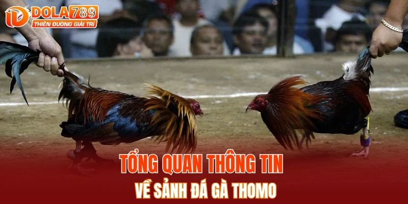 Tổng quan thông tin về sảnh đá gà Thomo 
